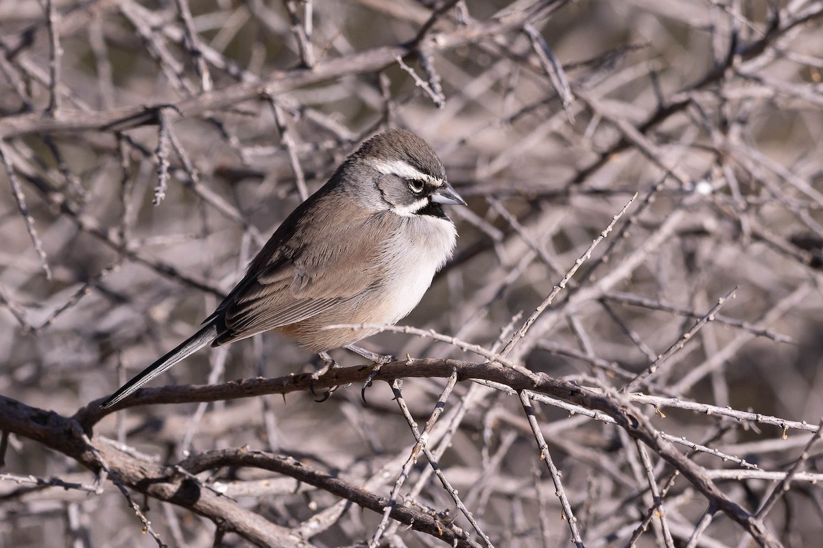 Black-throated Sparrow - ML628575966