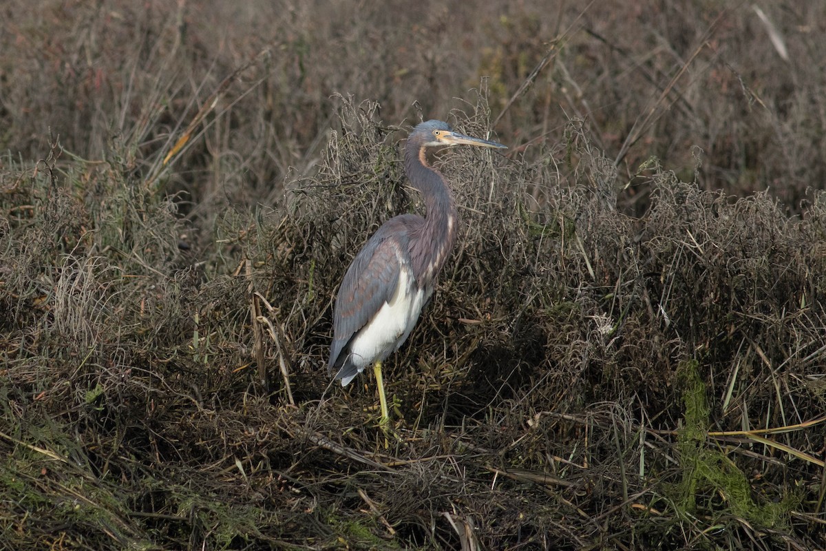 Koartzatxo hirukolorea - ML628575973