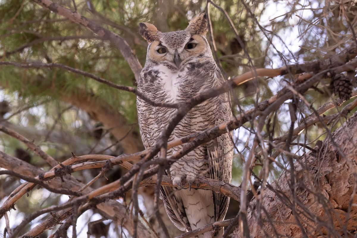 Great Horned Owl - ML628575977