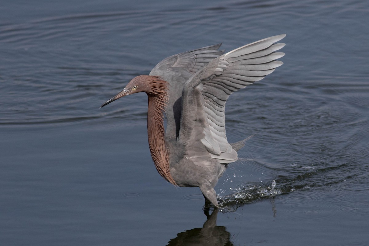 Reddish Egret - ML628575990