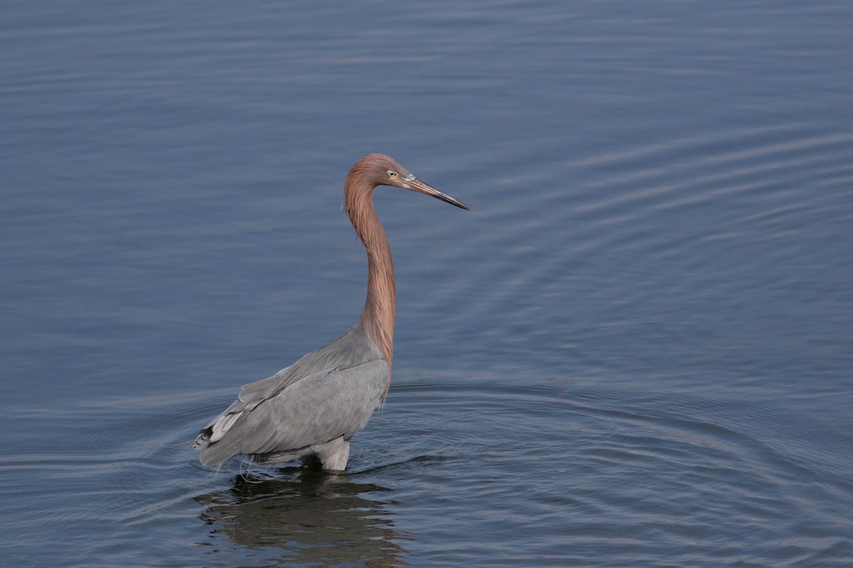 Reddish Egret - ML628575991