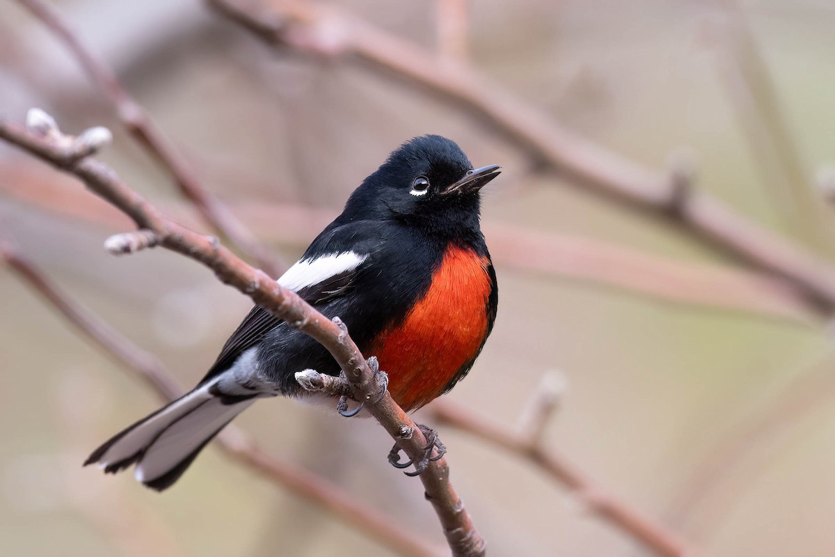 Painted Redstart - ML628576001