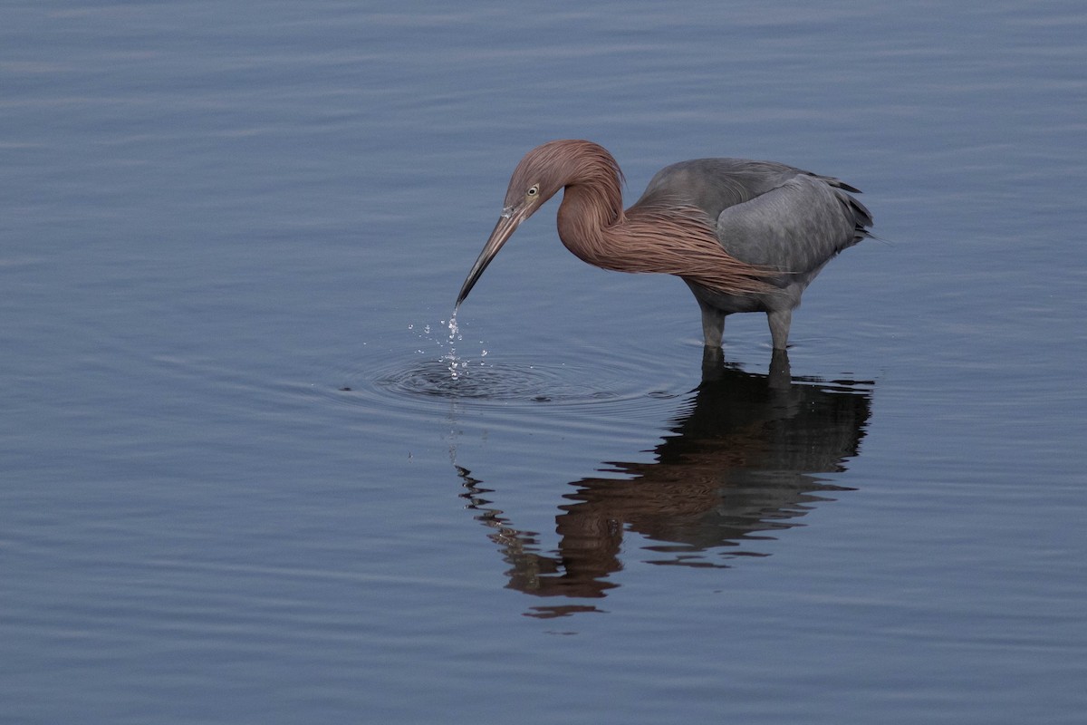 Reddish Egret - ML628576007