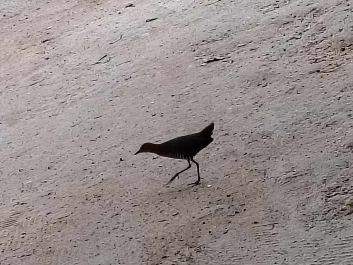 Slaty-legged Crake - ML628576034