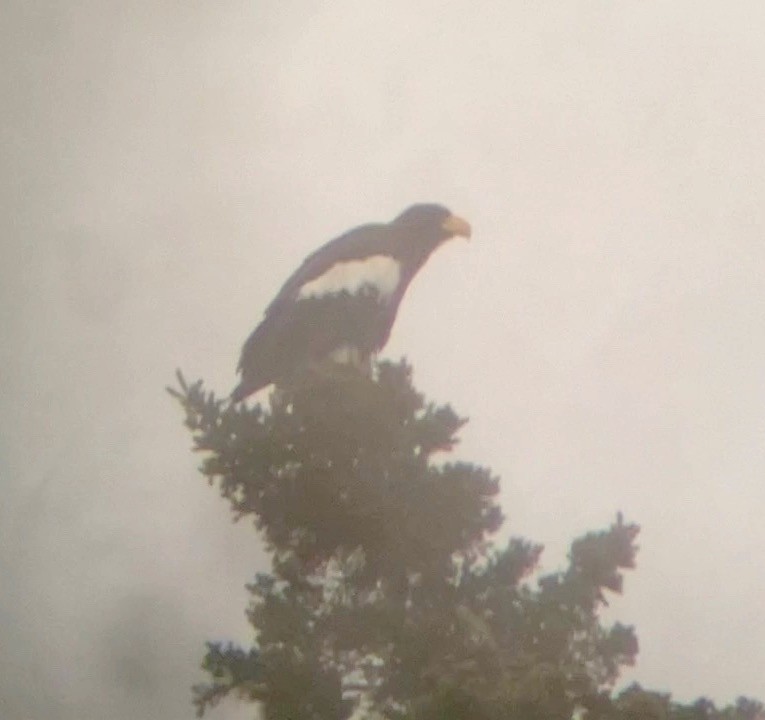 Steller's Sea-Eagle - ML628576085
