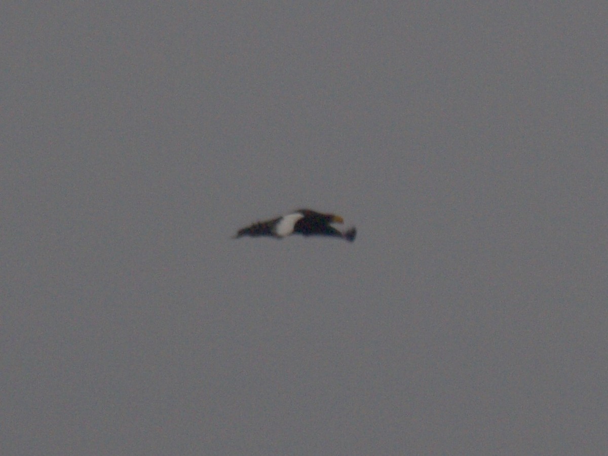 Steller's Sea-Eagle - ML628576086