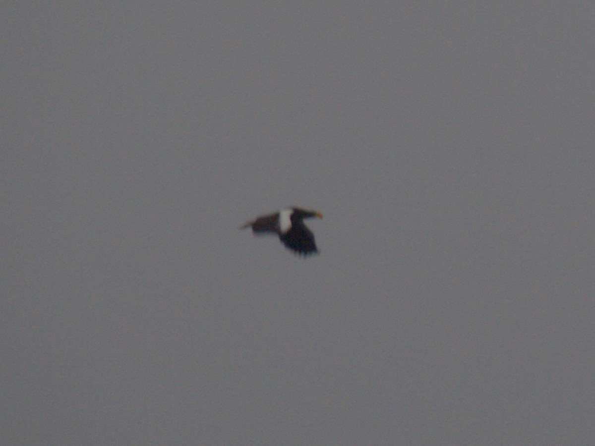 Steller's Sea-Eagle - ML628576087
