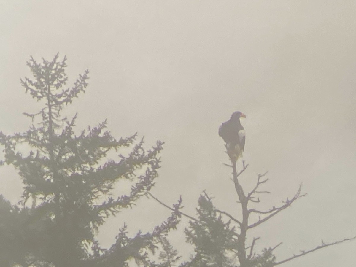 Steller's Sea-Eagle - ML628576088