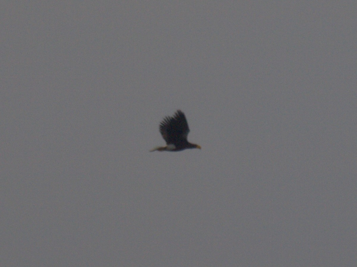 Steller's Sea-Eagle - ML628576089