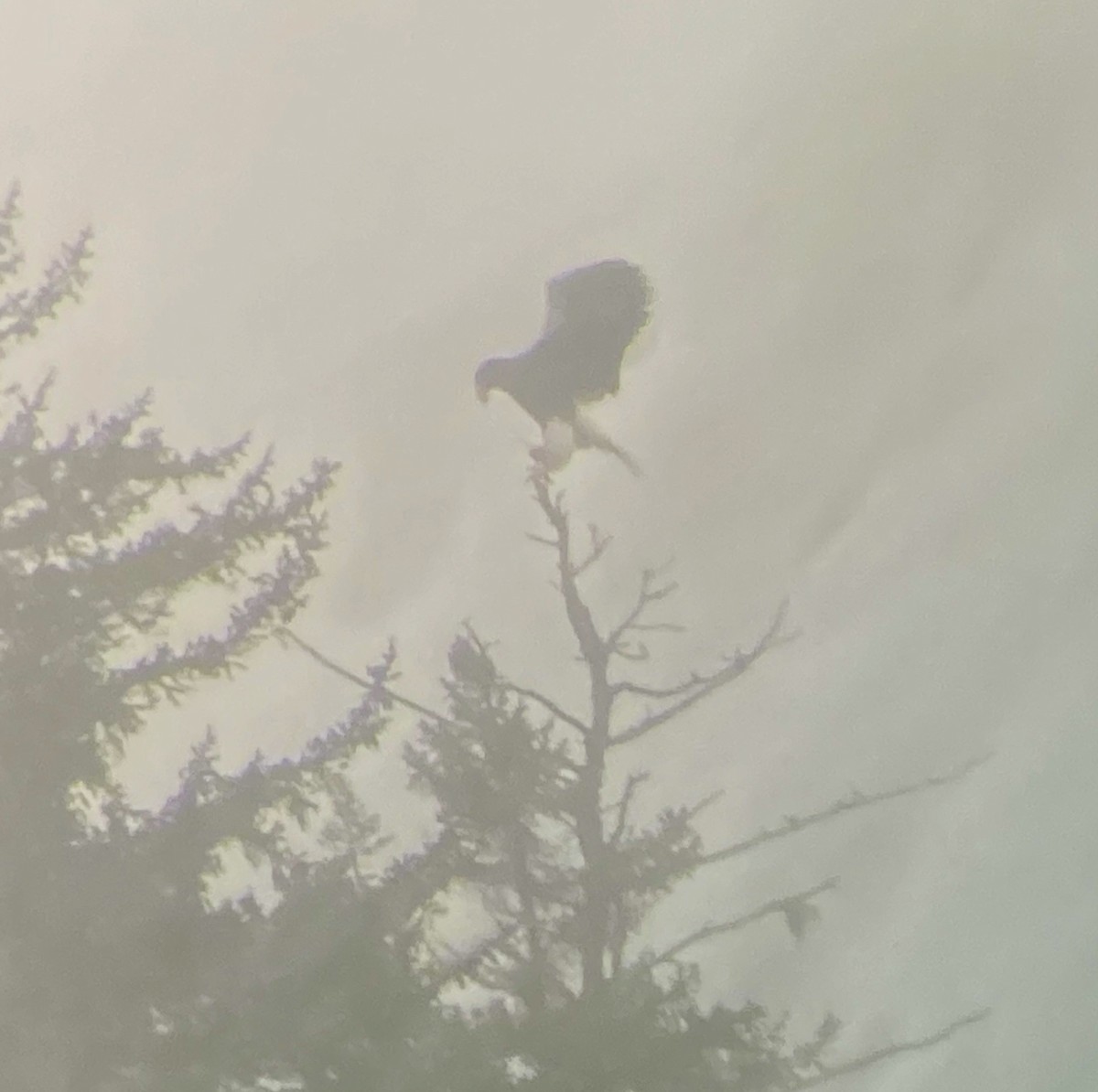 Steller's Sea-Eagle - ML628576090