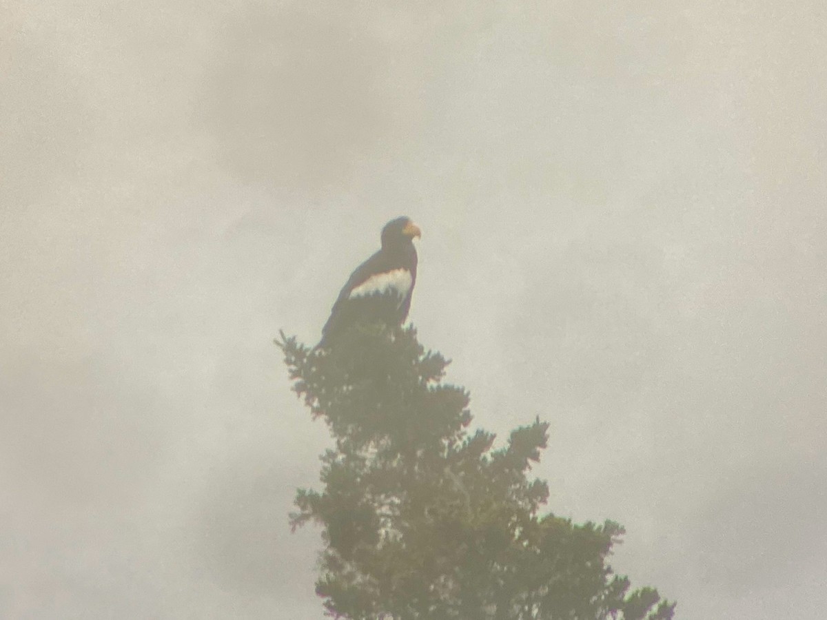 Steller's Sea-Eagle - ML628576091
