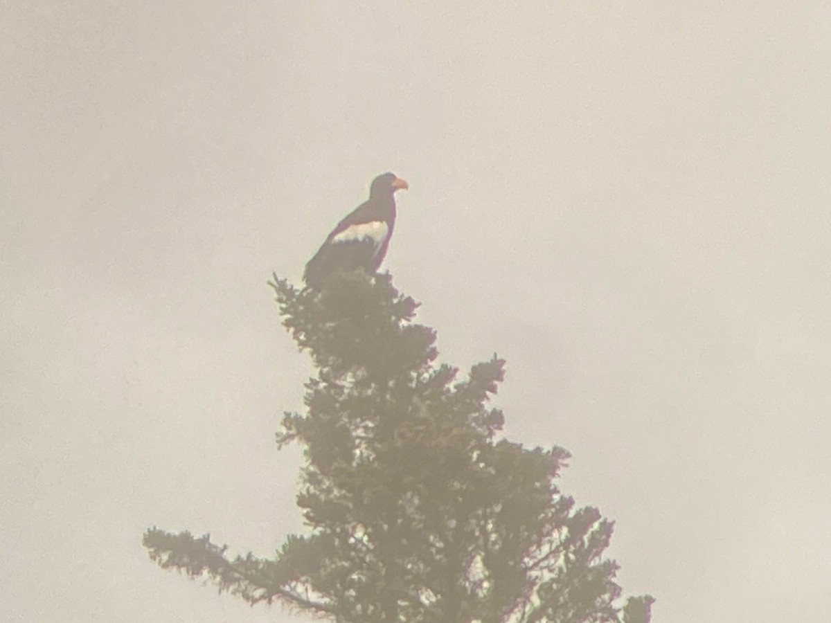 Steller's Sea-Eagle - ML628576092