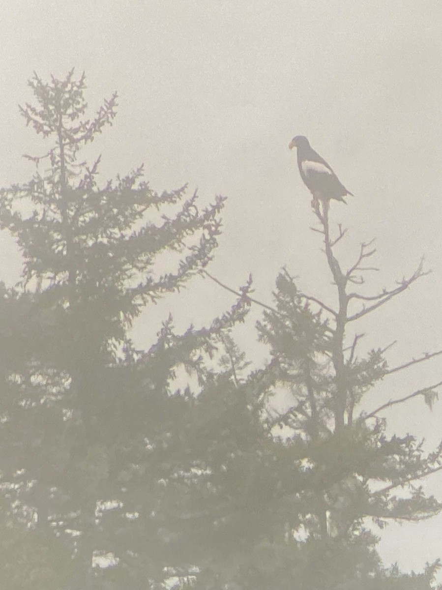 Steller's Sea-Eagle - ML628576093