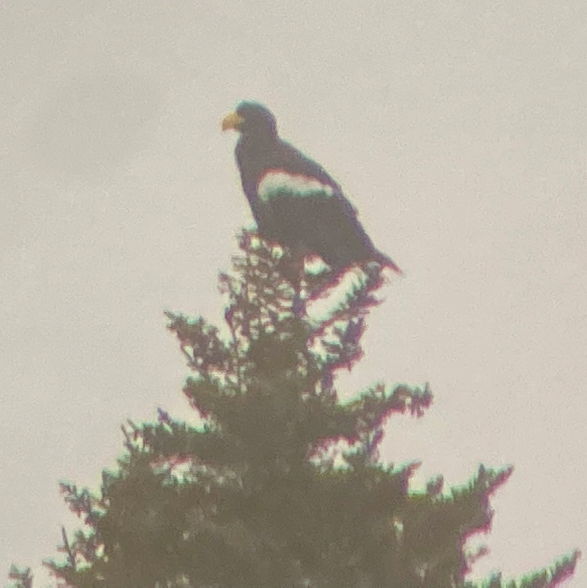 Steller's Sea-Eagle - ML628576094