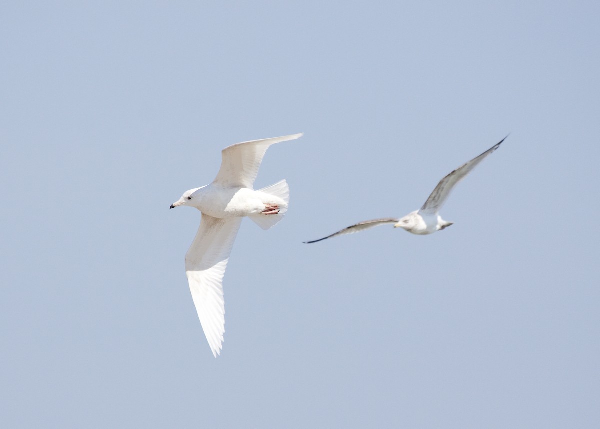 Iceland Gull (kumlieni) - Eric Walters