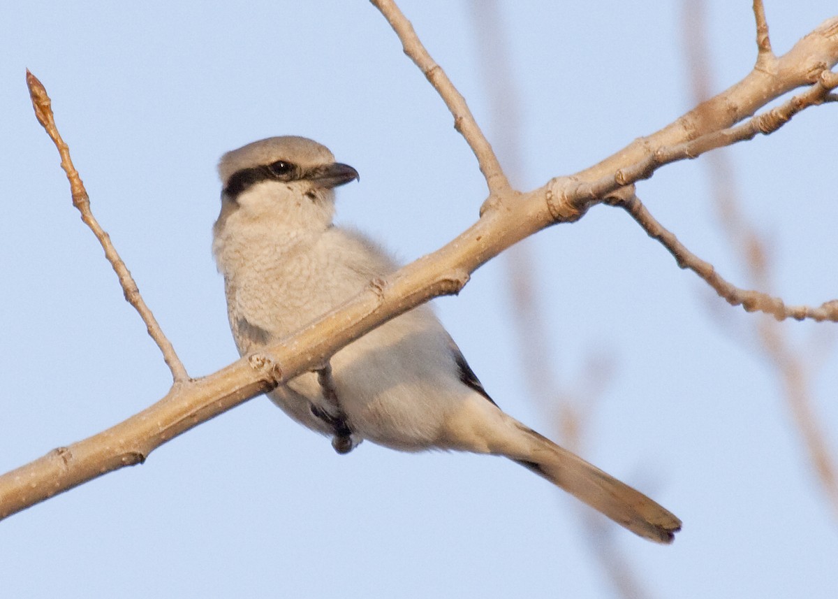 Northern Shrike - Eric Walters