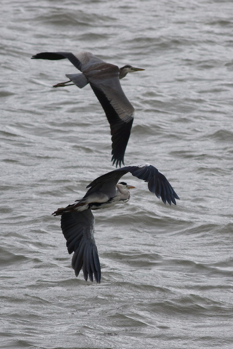 Gray Heron - ML628576138