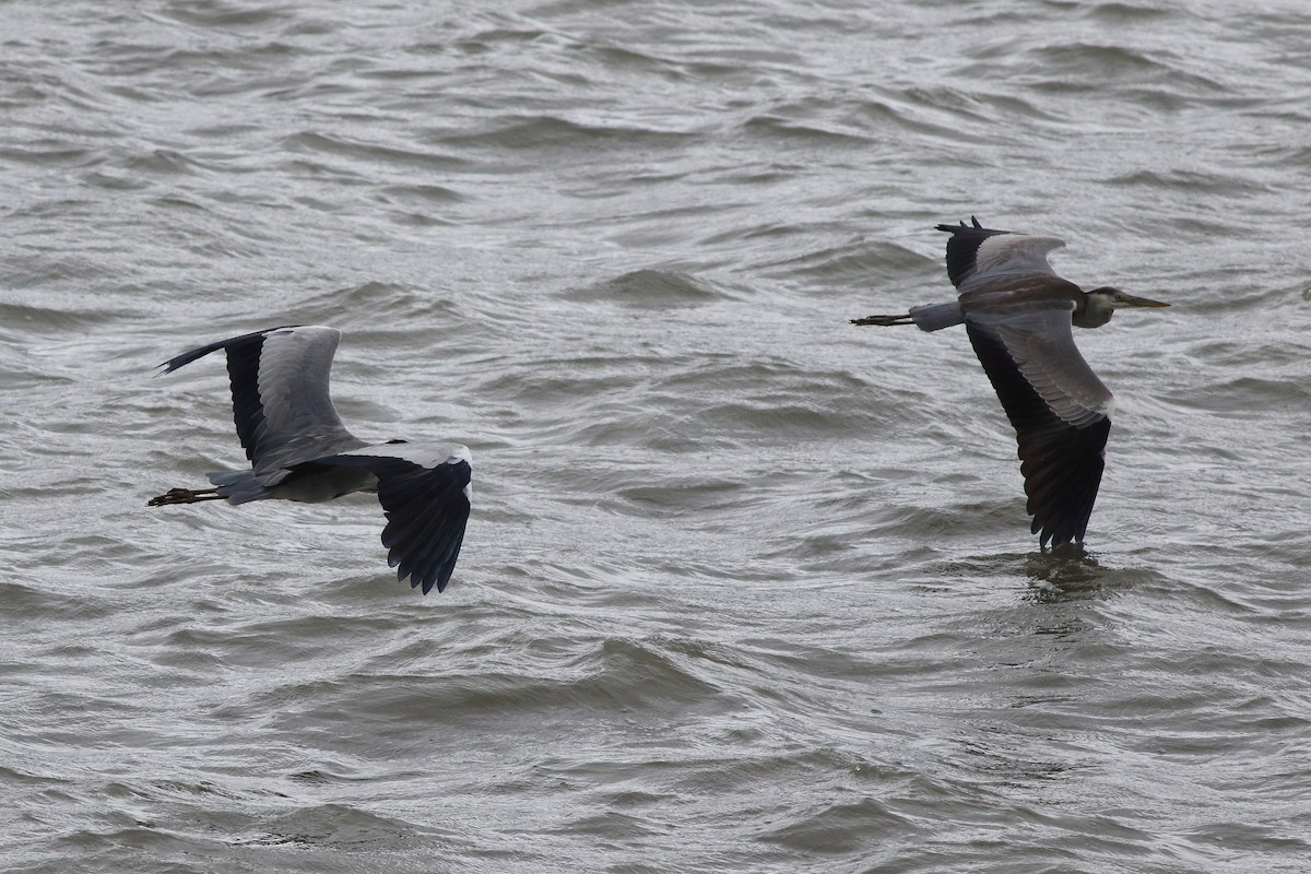 Gray Heron - ML628576139