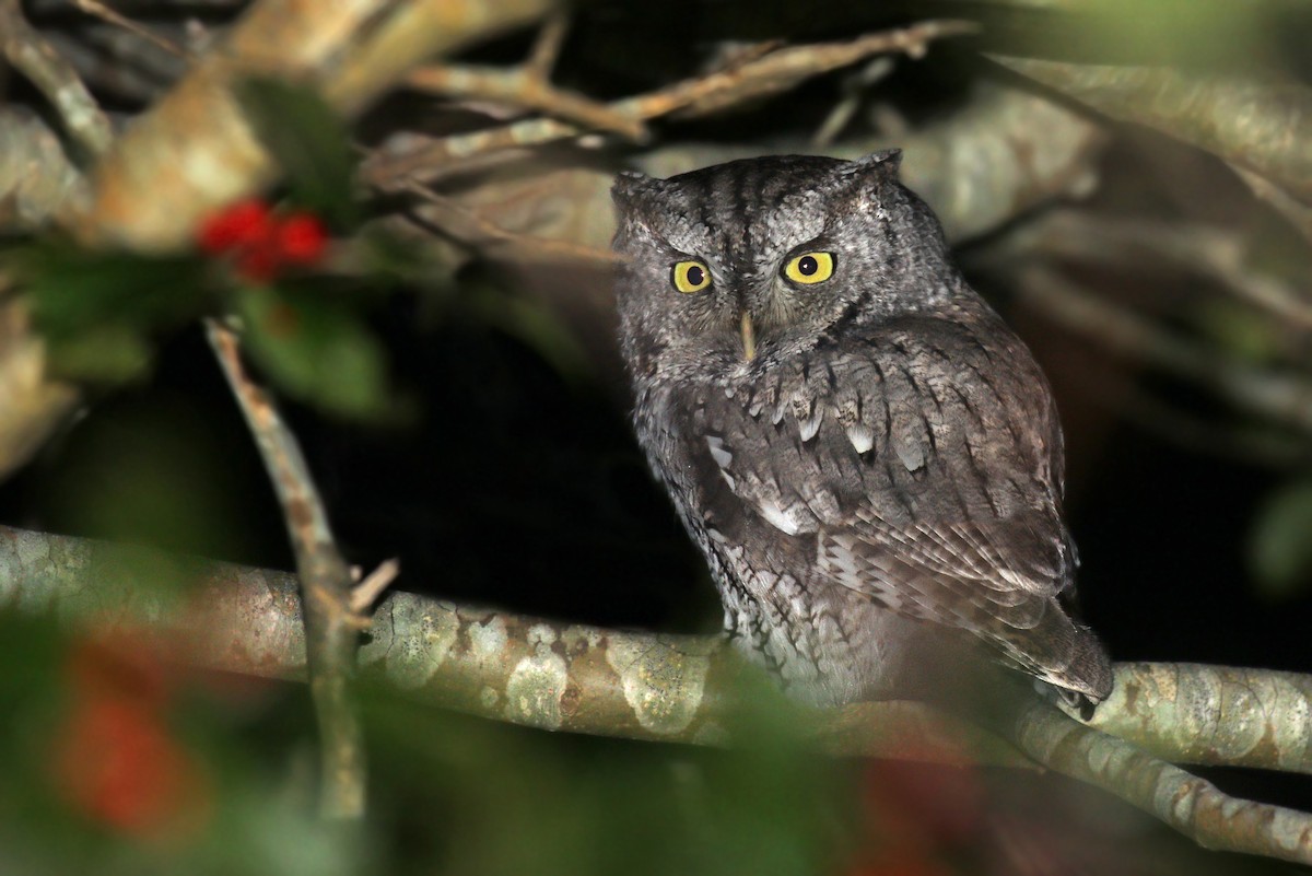 Eastern Screech-Owl - ML628576345
