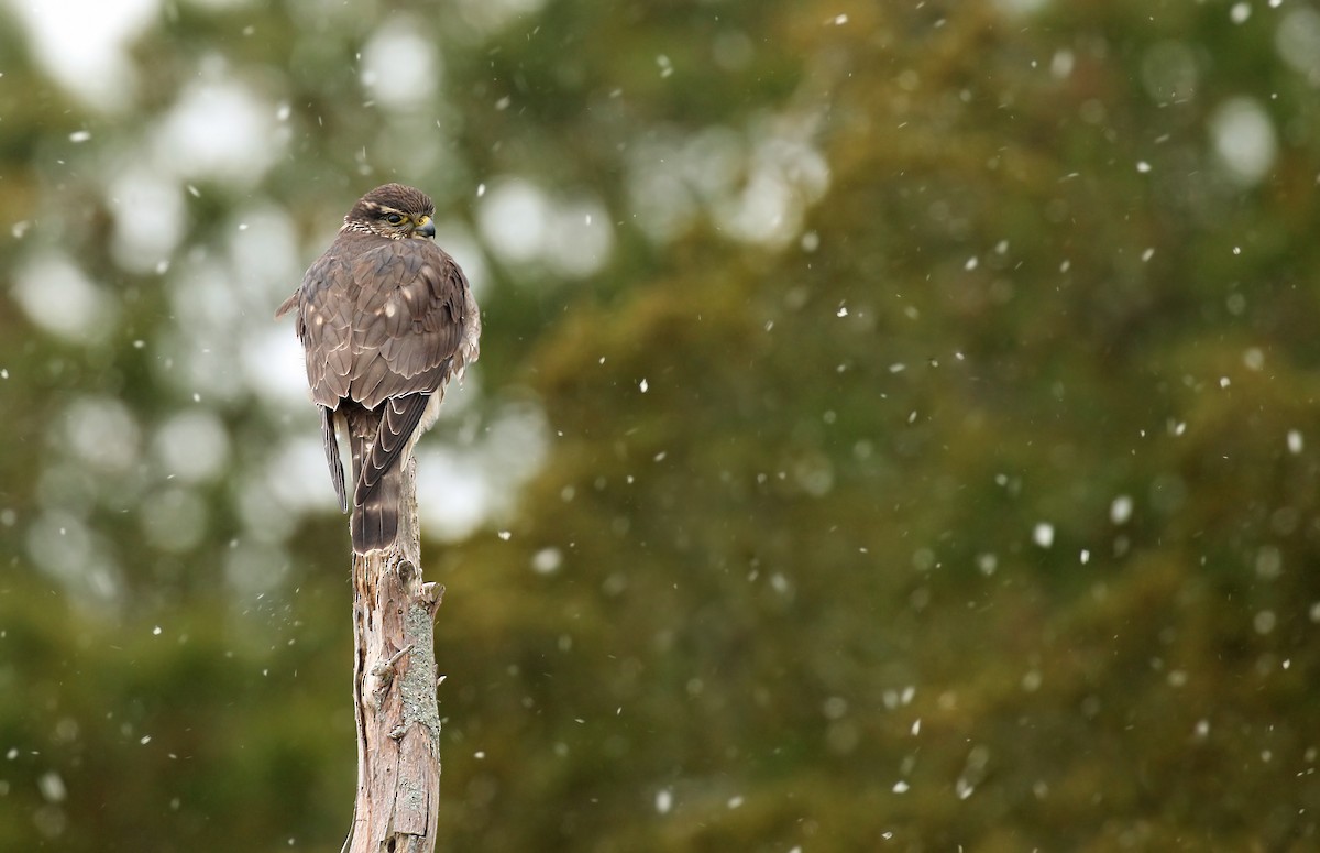 Merlin (Taiga) - ML628576400