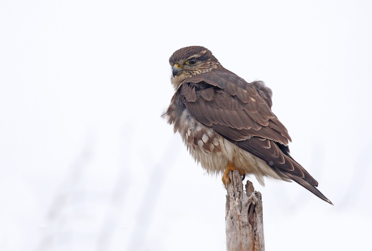 Merlin (Taiga) - ML628576404