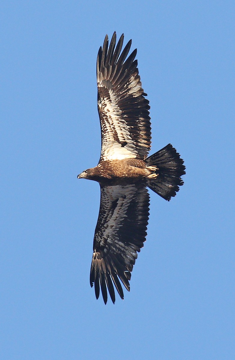 Bald Eagle - ML628576480