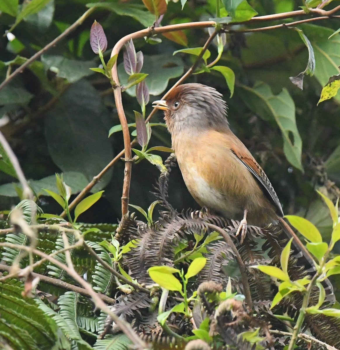 Rusty-fronted Barwing - ML628576550