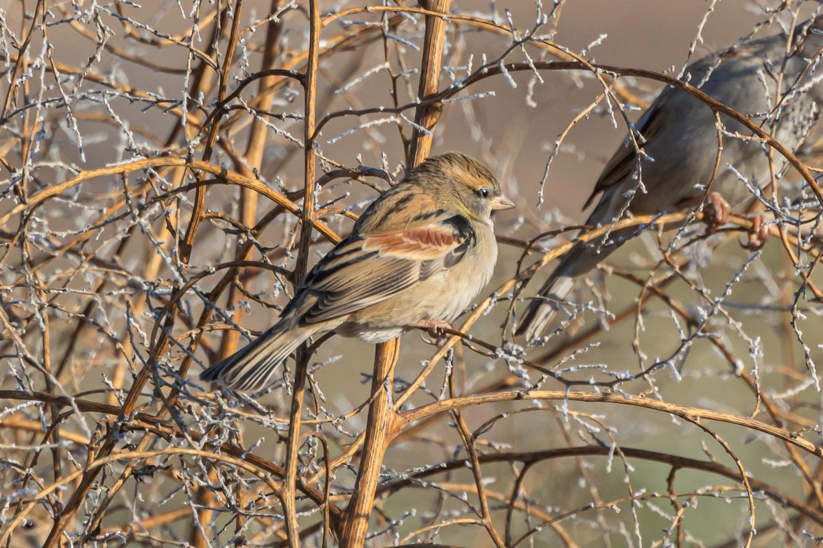 Dead Sea Sparrow - ML628576588