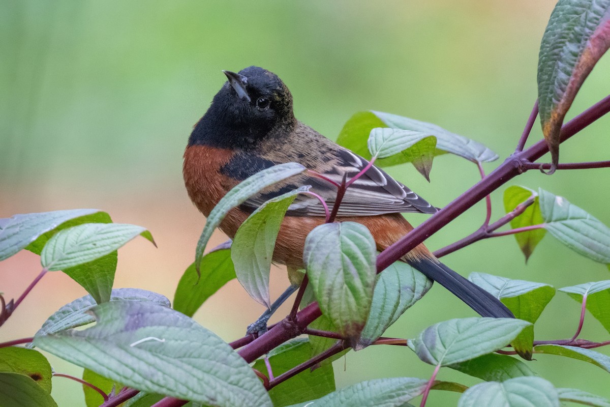 Orchard Oriole - Karen Kreiger
