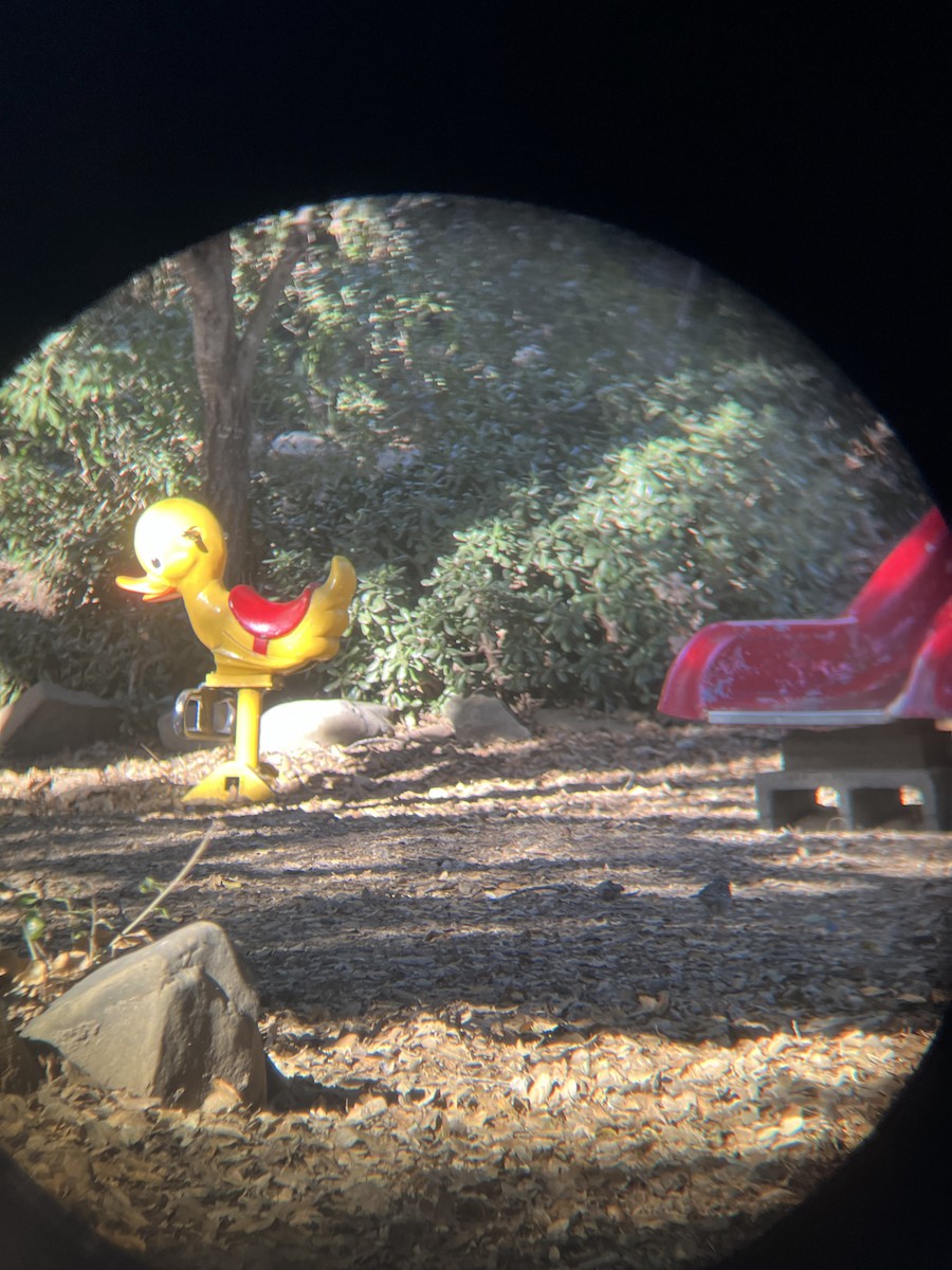White-crowned Sparrow - ML628577169