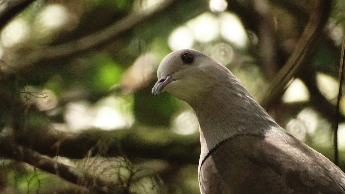 Malabar Imperial-Pigeon - ML628577305