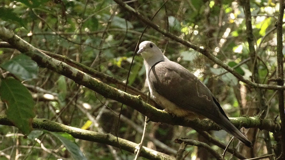 Malabar Imperial-Pigeon - ML628577306