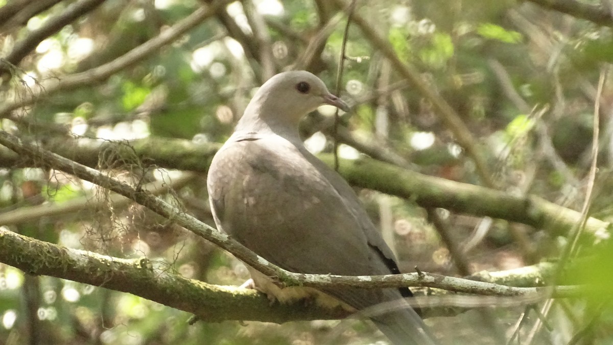 Malabar Imperial-Pigeon - ML628577307