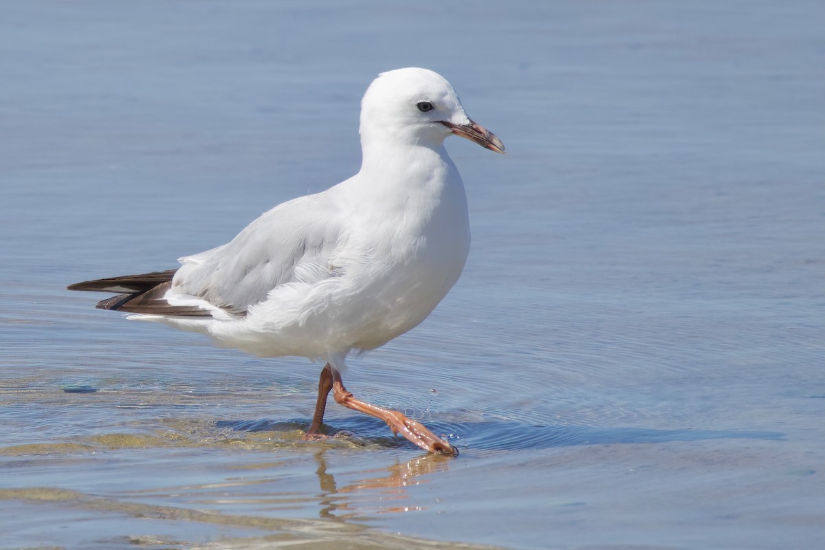 Kelp Gull - ML628577308