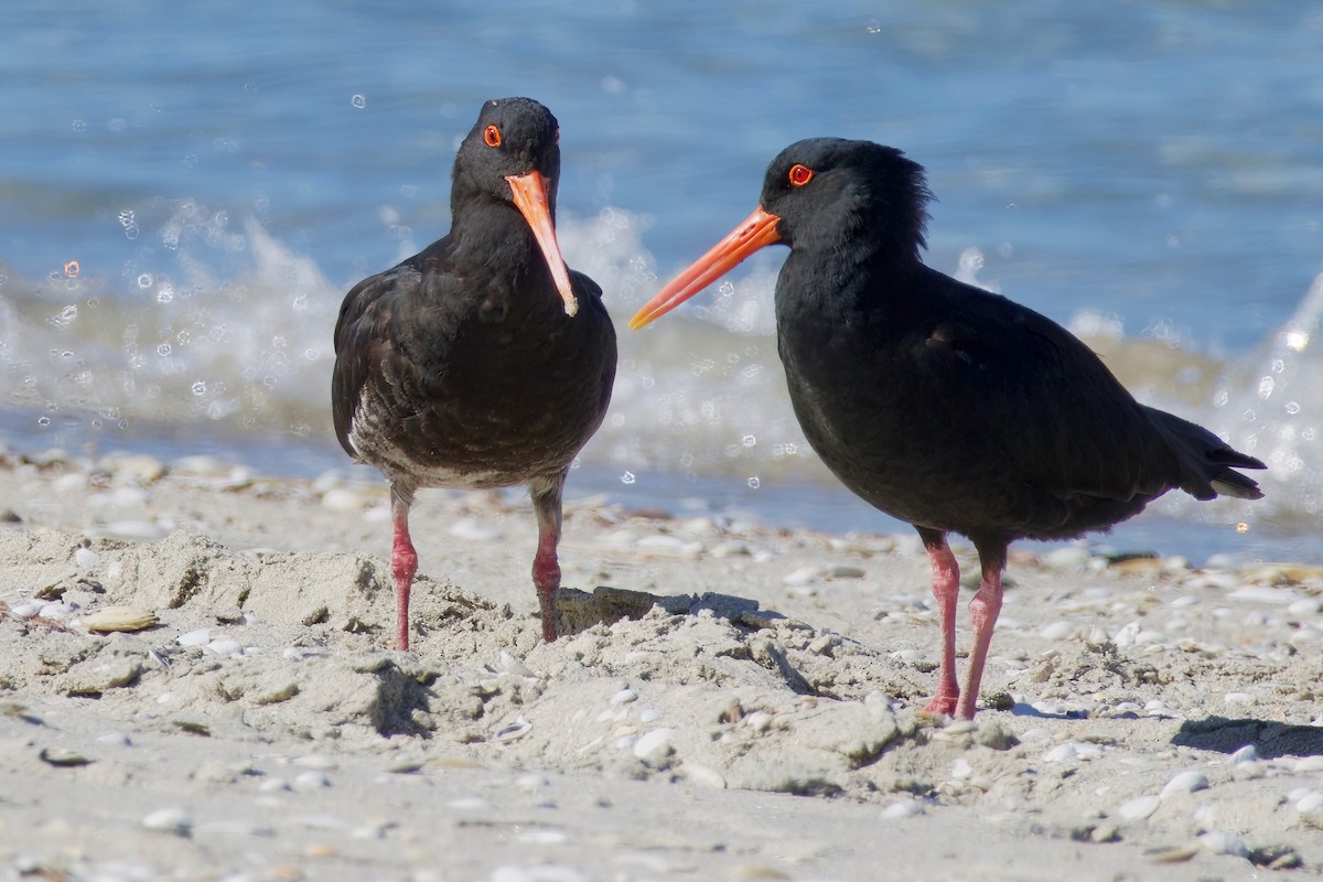 Variable Oystercatcher - ML628577312