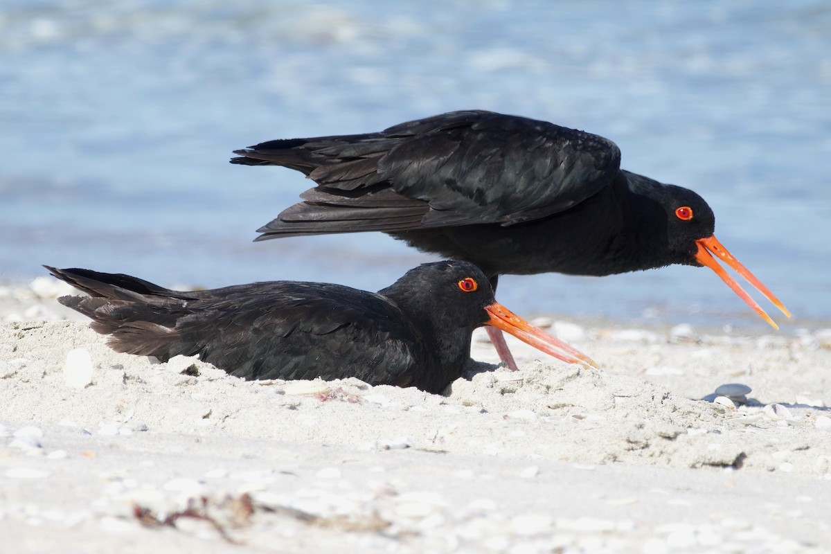 Variable Oystercatcher - ML628577314