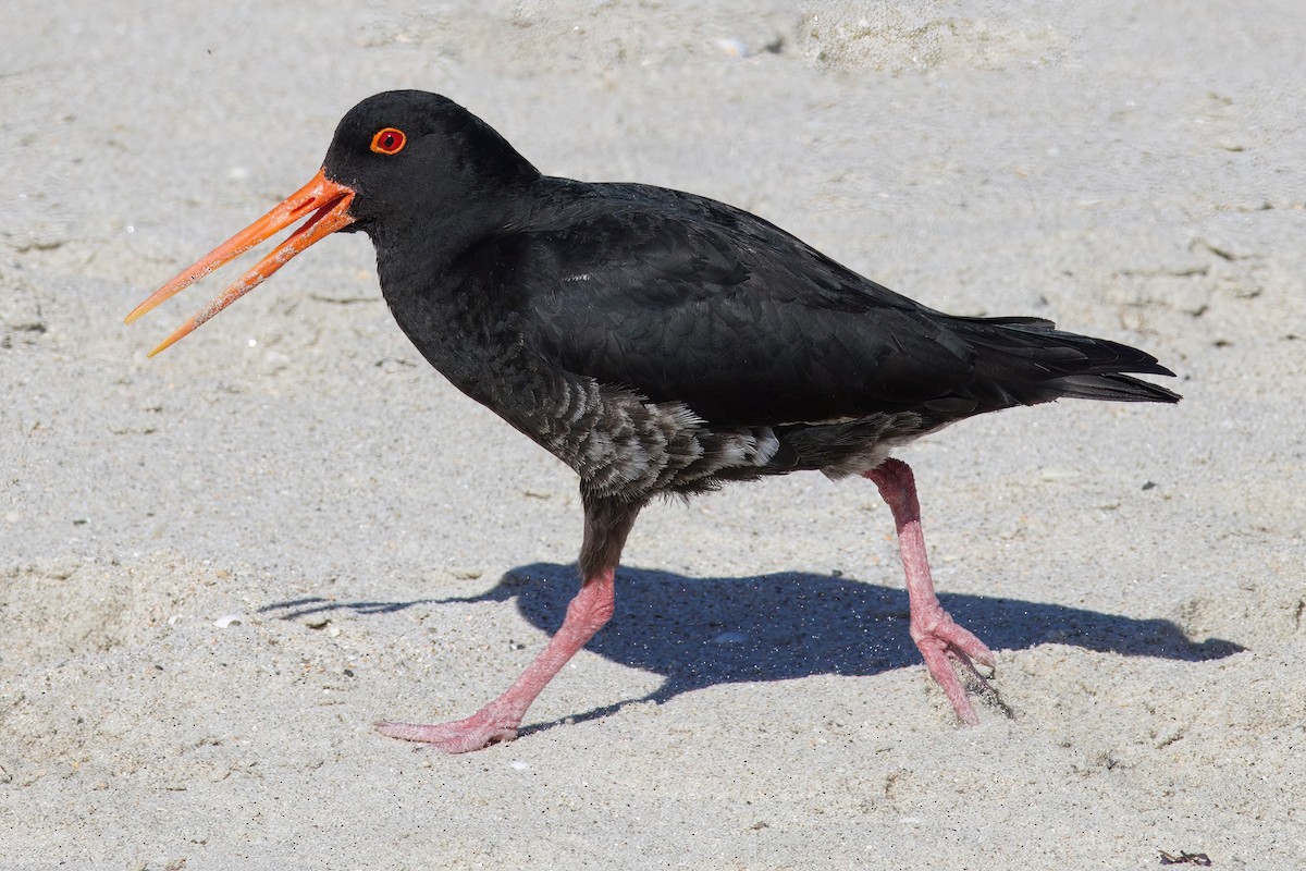 Variable Oystercatcher - ML628577326