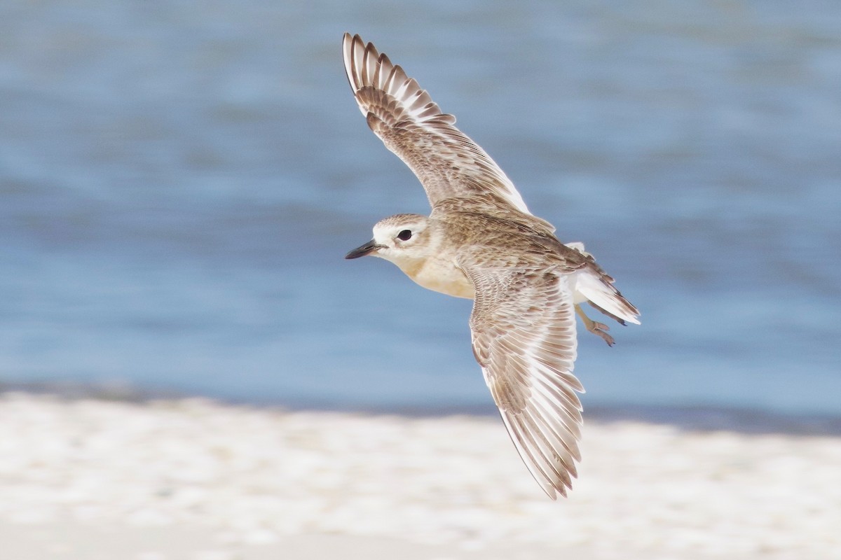 Red-breasted Dotterel - ML628577327