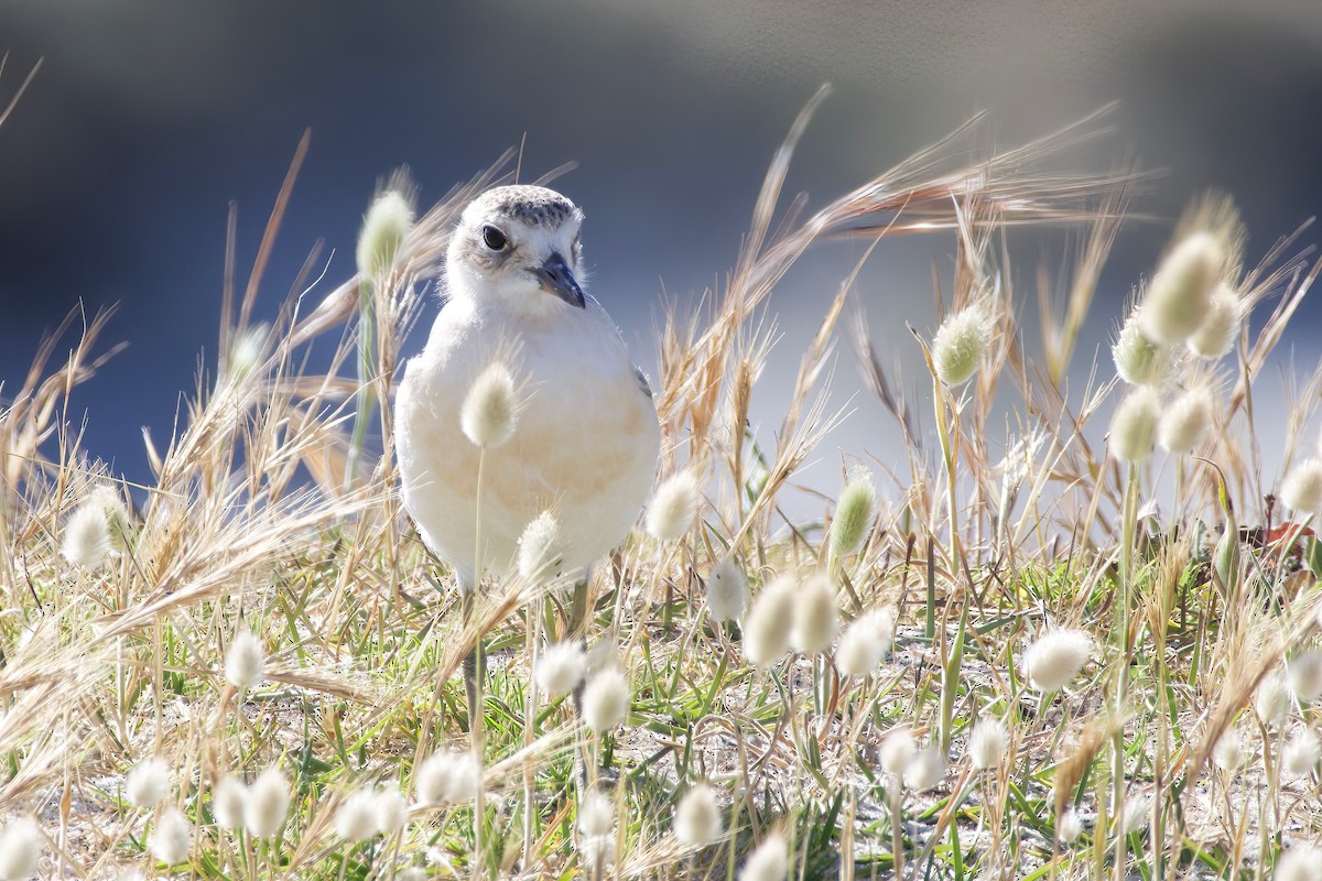 Red-breasted Dotterel - ML628577328