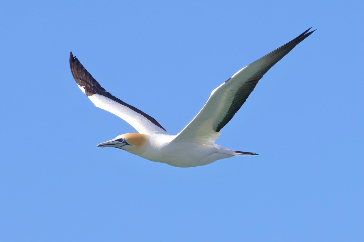 Australasian Gannet - ML628577341