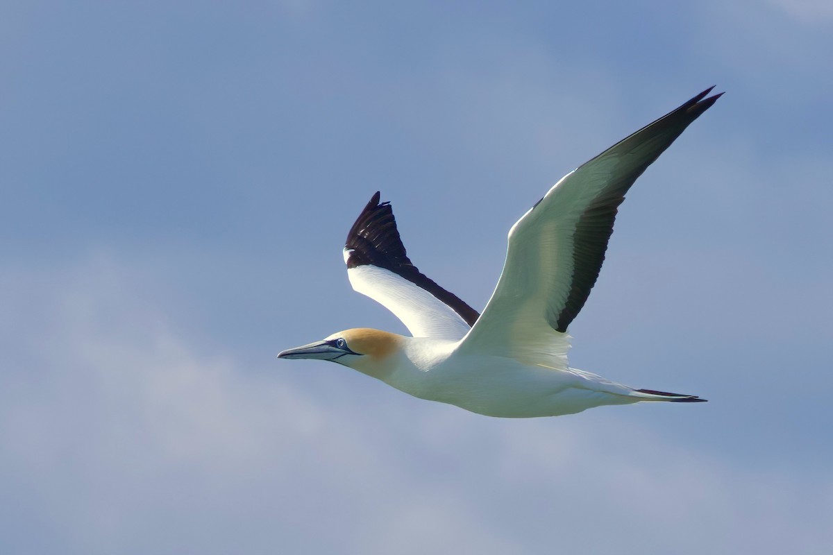 Australasian Gannet - ML628577342