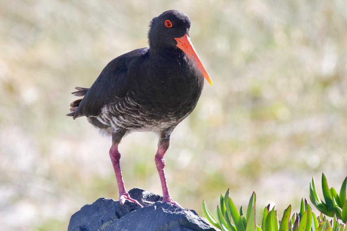 Variable Oystercatcher - ML628577345