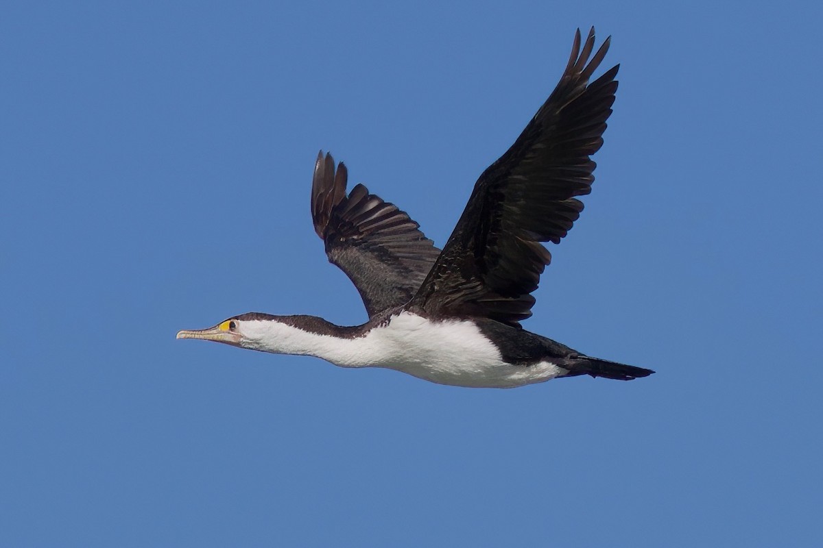 Pied Cormorant - ML628577349