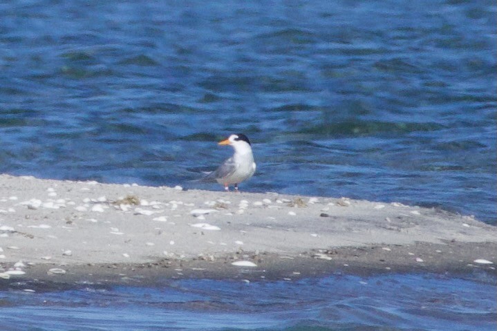 Australian Fairy Tern - ML628577355