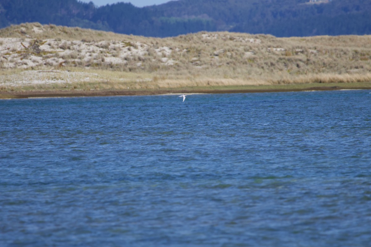 Australian Fairy Tern - ML628577356