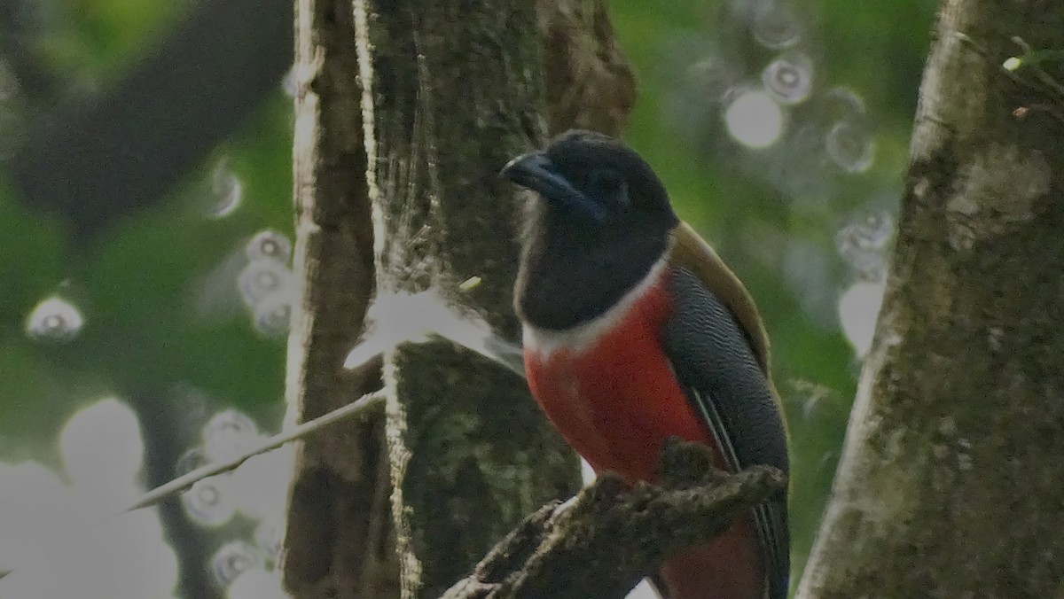 Malabar Trogon - ML628577379