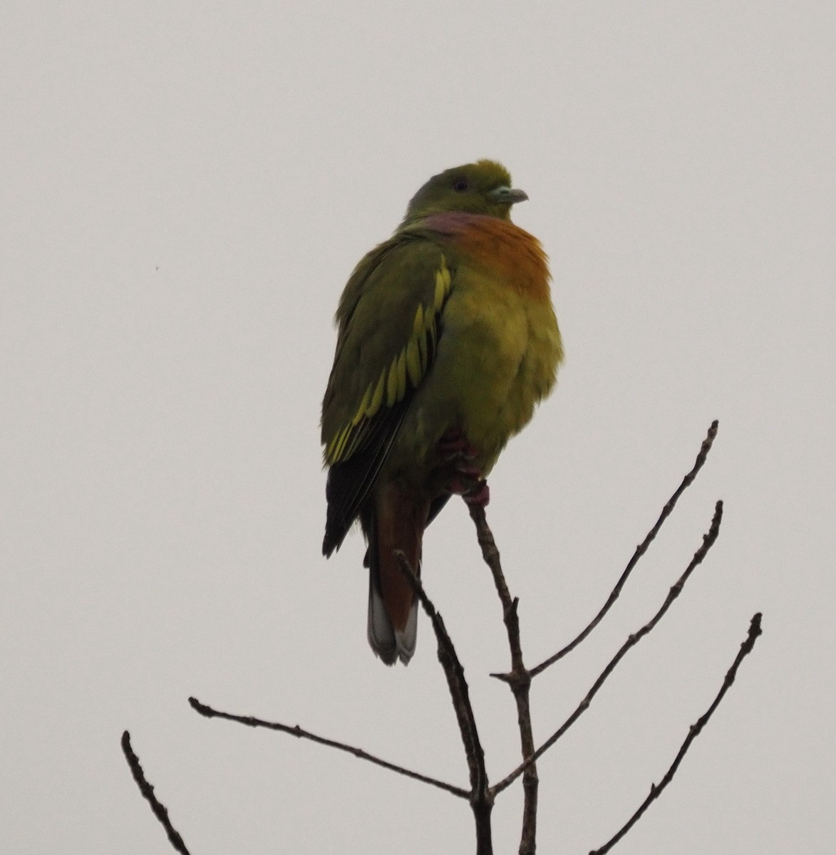 Orange-breasted Green-Pigeon - ML628577423