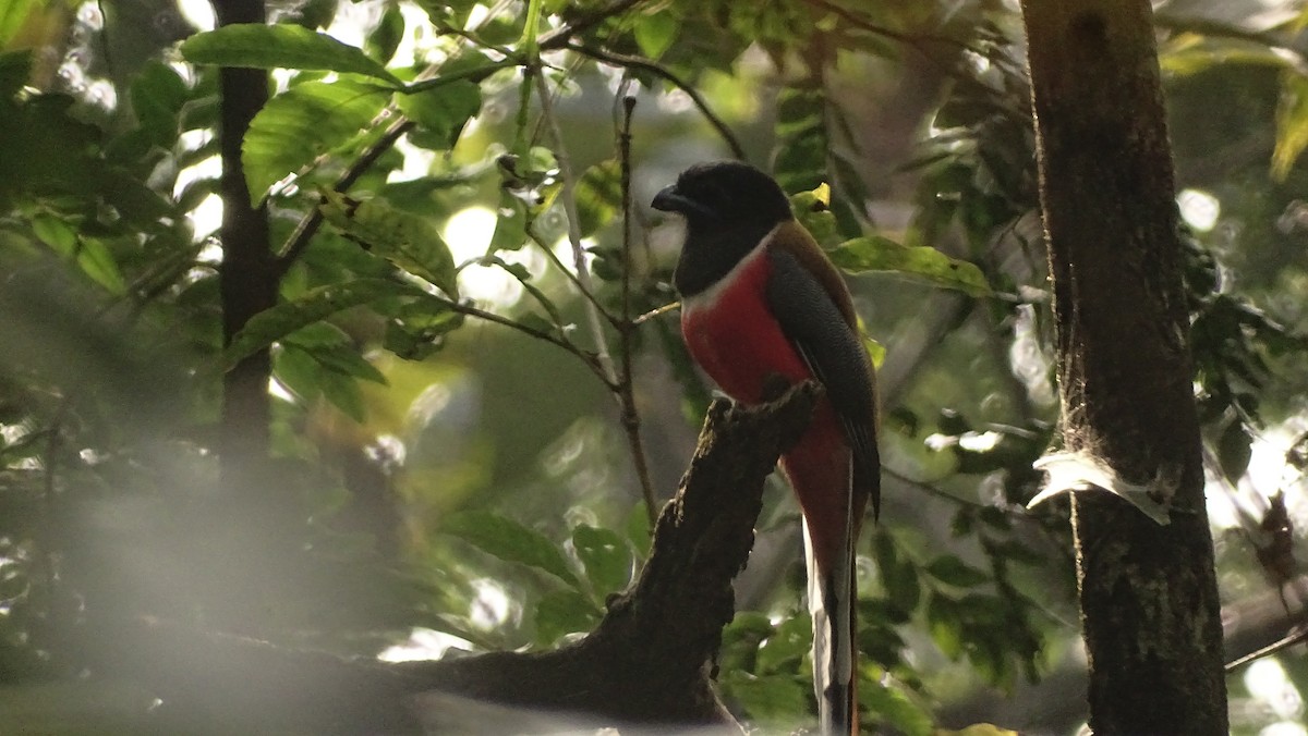 Malabar Trogon - ML628577444