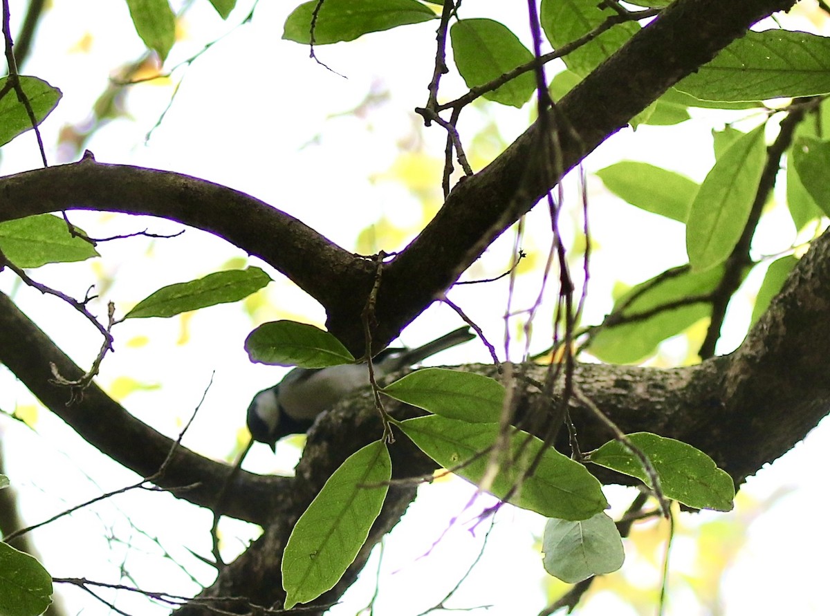 Asian Tit (commixtus) - ML628577464