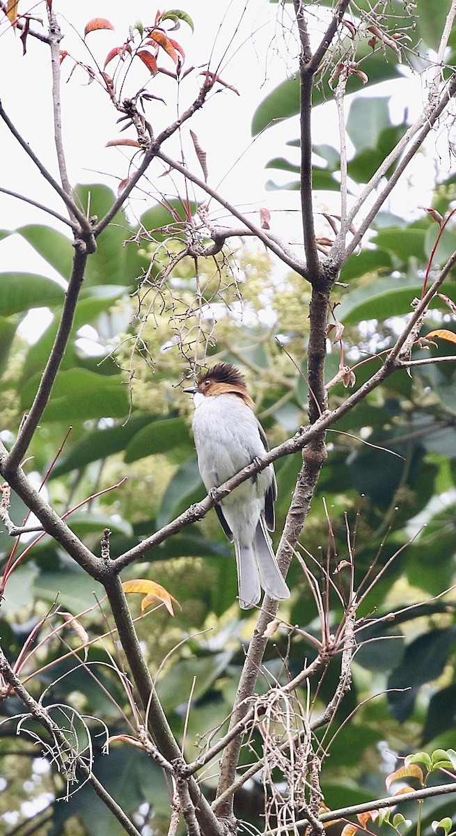 Chestnut Bulbul - ML628577481